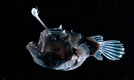 A deep-sea anglerfish