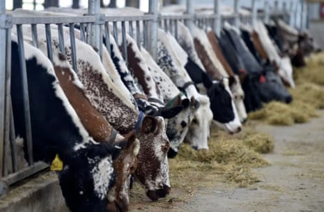 calves grazing inside a shed in the US