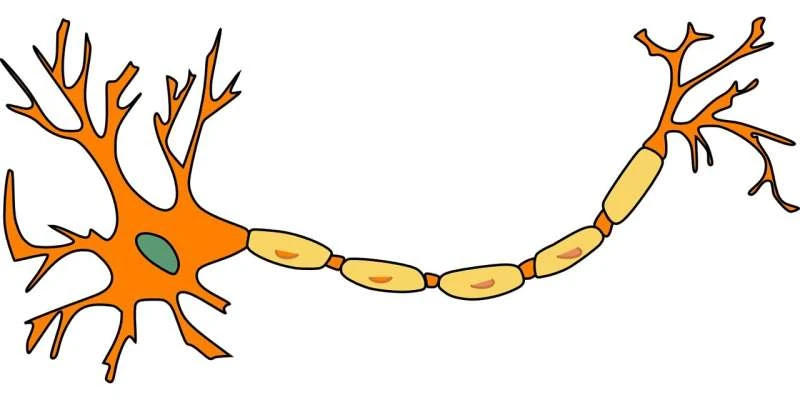 neuron