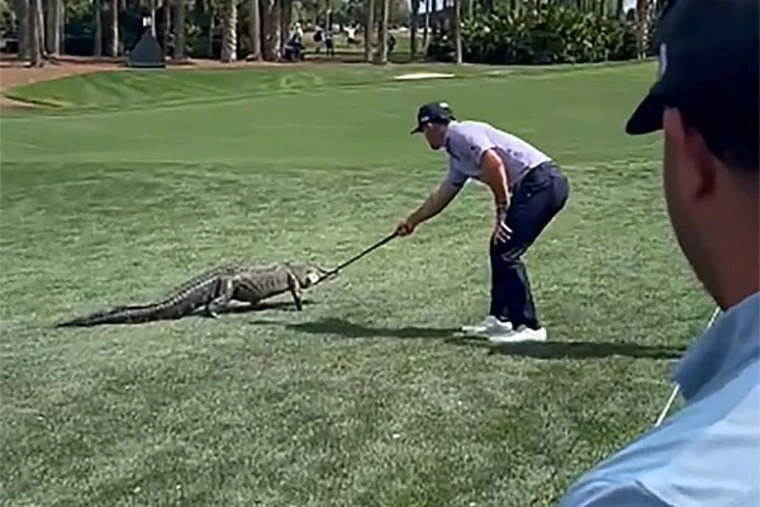 Golfer Billy Horschel pokes at an alligator